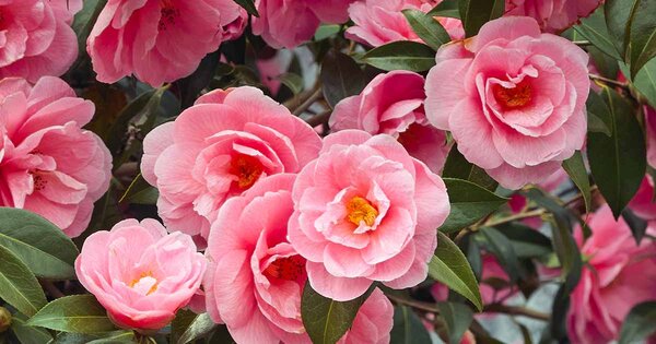 Camellia Flowering Plant, Pink