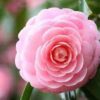 Camellia Flowering Plant, Pink