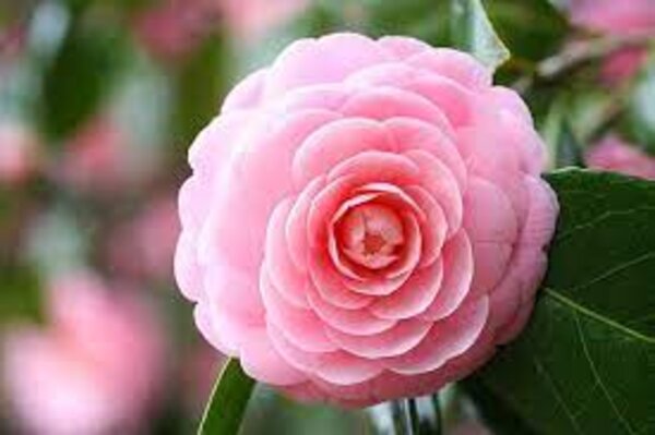 Camellia Flowering Plant, Pink