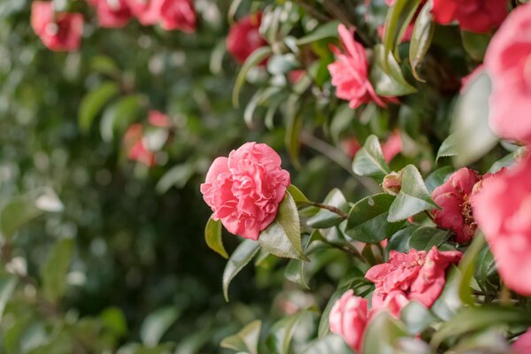 Camellia Flowering Plant, Pink
