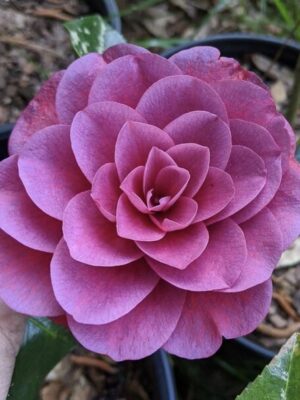 Camellia Flowering Plant Purple