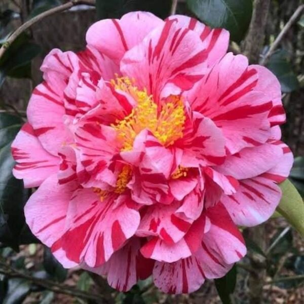 Camellia Flowering Plant, Thoka