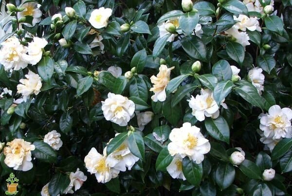 Camellia Flowering Plant, White