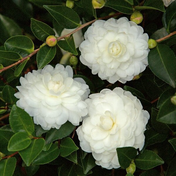 Camellia Flowering Plant, White