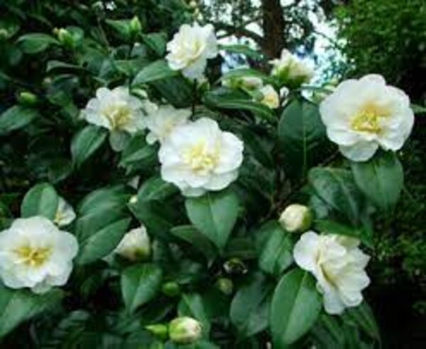 Camellia Flowering Plant, White