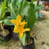 Chena Lily Flower Plant