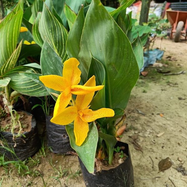 Chena Lily Flower Plant