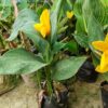 Chena Lily Flower Plant