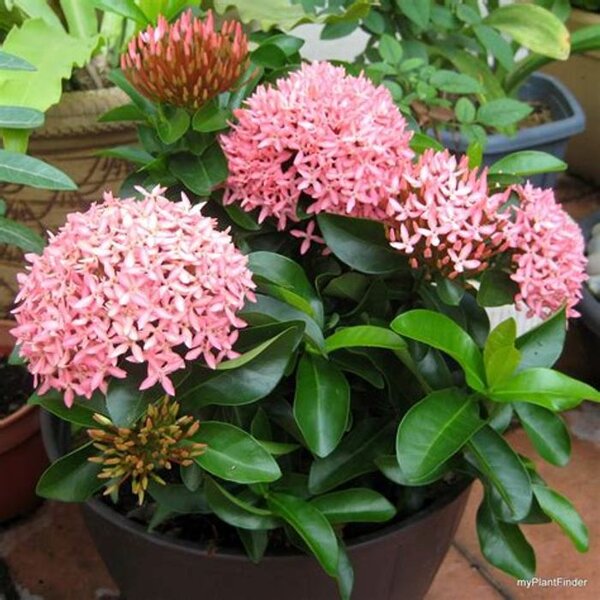 Chinese Ixora Flower Plant, Pink