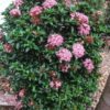 Chinese Ixora Flower Plant, Pink