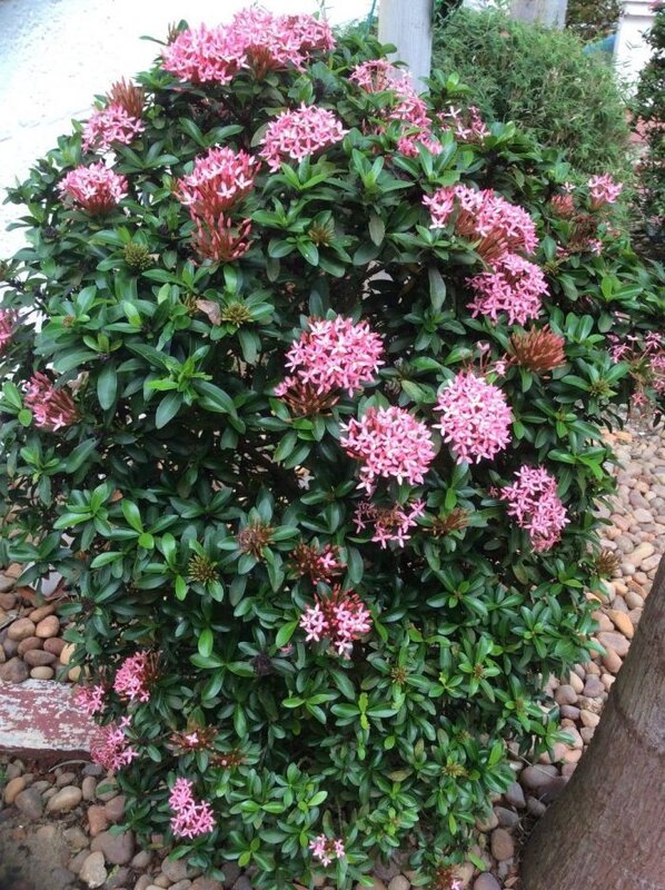Chinese Ixora Flower Plant, Pink