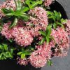 Chinese Ixora Flower Plant, Pink
