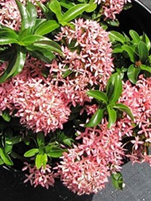 Chinese Ixora Flower Plant, Pink
