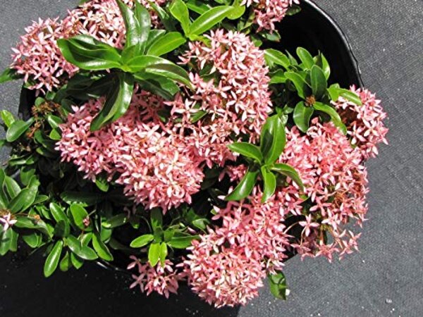 Chinese Ixora Flower Plant, Pink