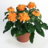 crossanda-pli Crossanda Flower Plant