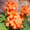 crossanda2-pli Crossanda Flower Plant