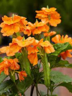 Crossanda Flower Plant