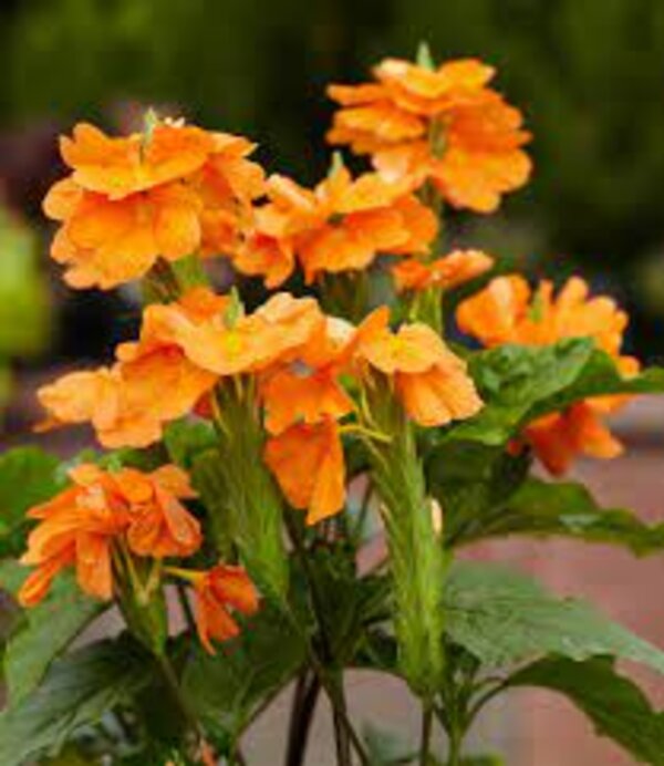 crossanda3-pli Crossanda Flower Plant
