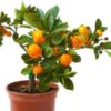 Darjeeling Orange Plant