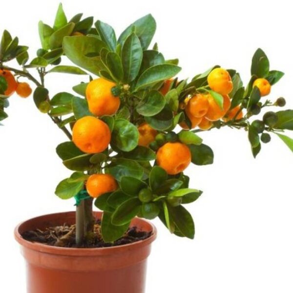 Darjeeling Orange Plant