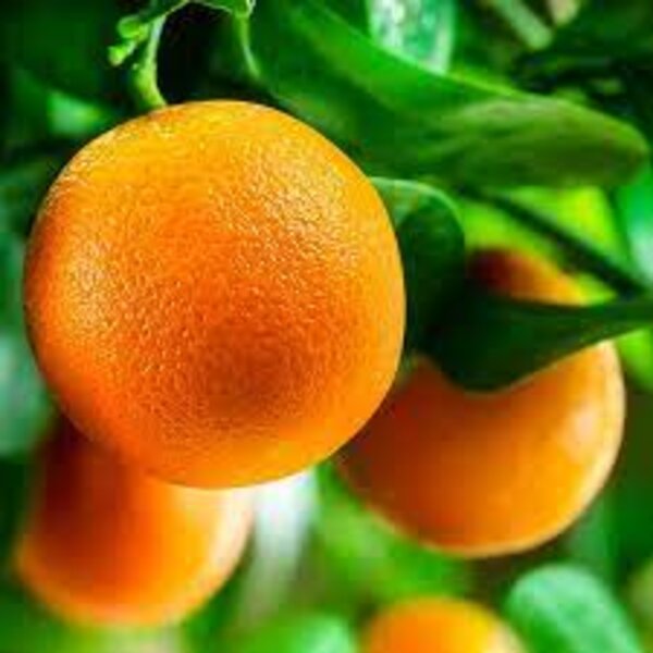 Darjeeling Orange Plant