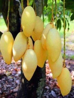 Doc Mai Mango Plant