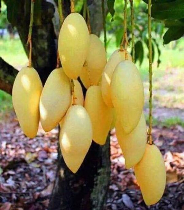 Doc Mai Mango Plant