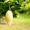 Doc Mai Mango Plant