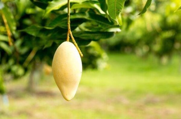 Doc Mai Mango Plant