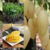 Doc Mai Mango Plant