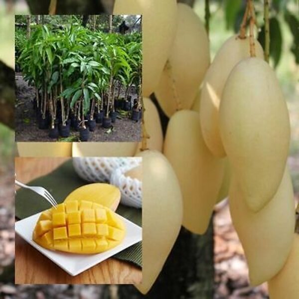 Doc Mai Mango Plant