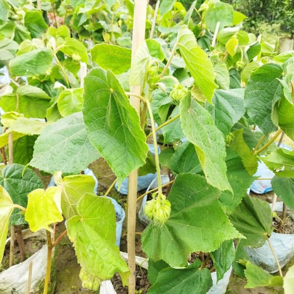 Dombeya Flowering Plant, Pink