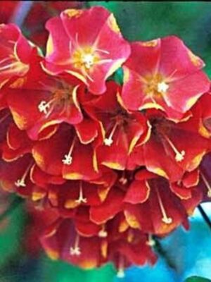 dombeya-flowering-red-pli Dombeya Flowering Plant, Red