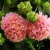 Dombeya Flowering Plant, Pink