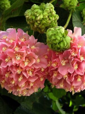 dombeya-pink-pli Dombeya Flowering Plant, Pink