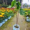 Dombeya Flowering Plant, Pink