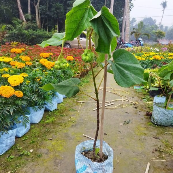 Dombeya Flowering Plant, Pink