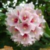 Dombeya Flowering Plant, White