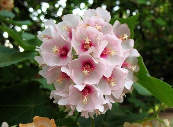 Dombeya Flowering Plant, White
