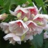 Dombeya Flowering Plant, White