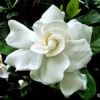 Double Petal Tagar Flowering Plant