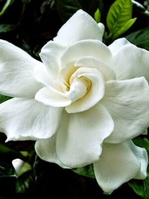 Double Petal Tagar Flowering Plant