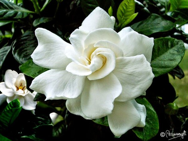 Double Petal Tagar Flowering Plant