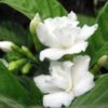Double Petal Tagar Flowering Plant