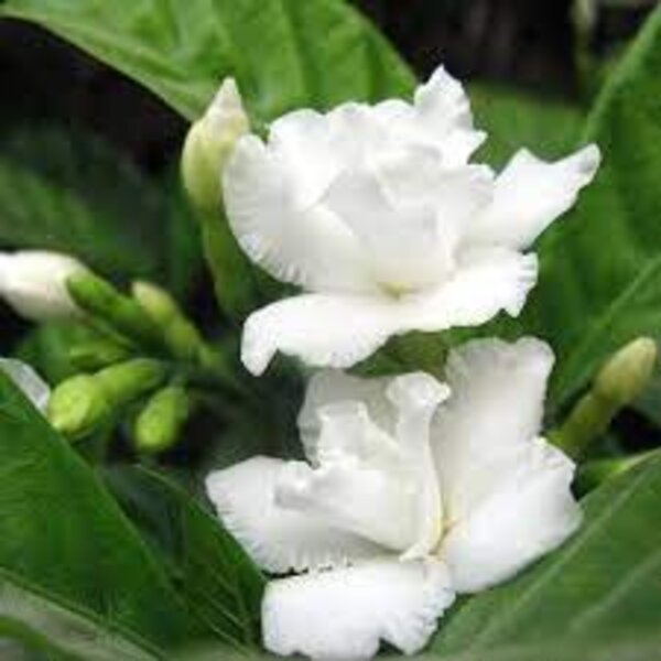 Double Petal Tagar Flowering Plant