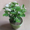 Double Petal Tagar Flowering Plant