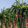 Dragon Fruit Plant