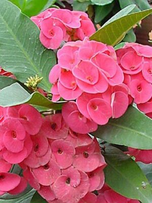 euphorbia-pink3-pli Euphorbia Flowering Plant, Pink
