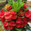 euphorbia-red-pli Euphorbia Flowering Plant, Red