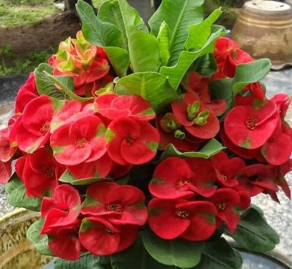euphorbia-red-pli Euphorbia Flowering Plant, Red